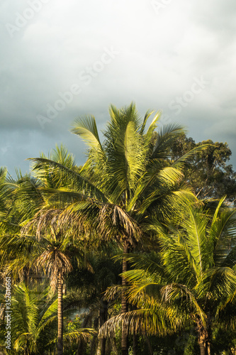 palm trees on a cloudy background