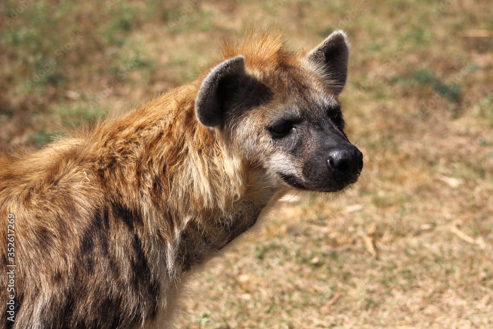 African predator Hyena in the nature African predator Hyena in the nature