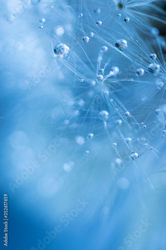 Soft focus on dandelion flower  closeup  abstract blue background