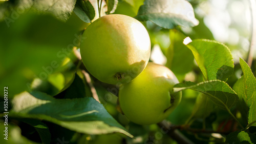 Closeup image of green apples ripening in orchard