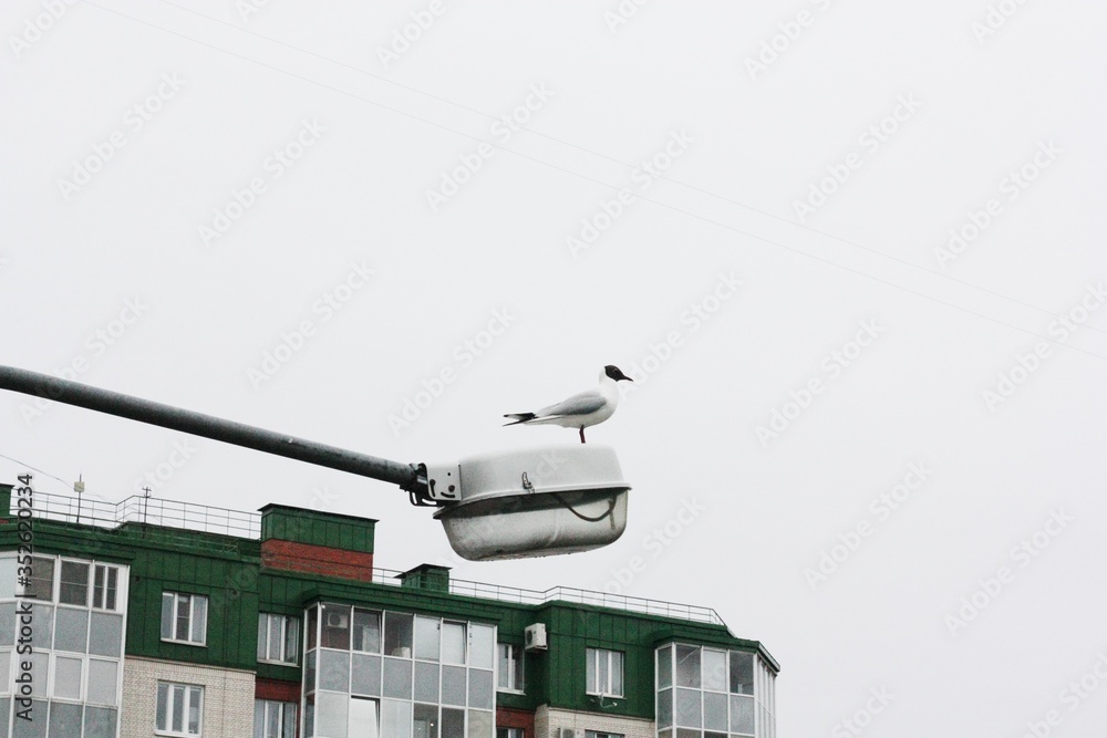 Beautiful white gull sits on a street lamp Beautiful white gull sits on a street lamp