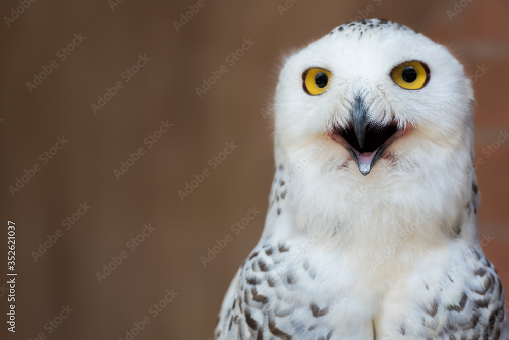 Fototapeta premium Snowy owl.