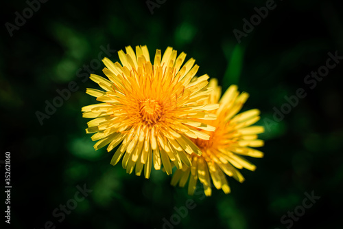 Coltsfoot flowers