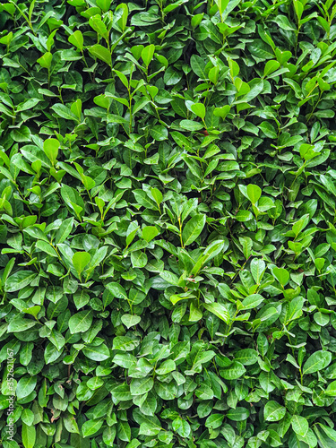 Green fresh leafs wall background texture, mobile photo