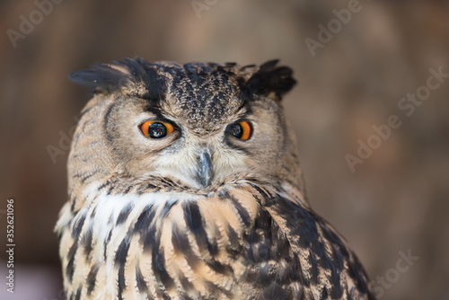 Wildlife eagle owl face animal, Owl are the most recognizable nocturnal bird species.