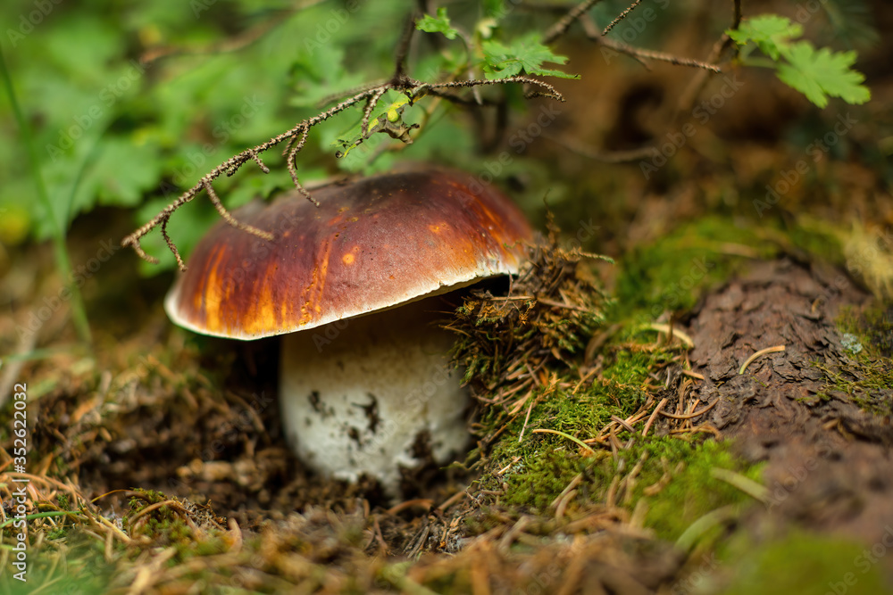 Rare Porcini Mushroom Growing on the Forest Floor Rare Porcini Mushroom Growing on the Forest Floor