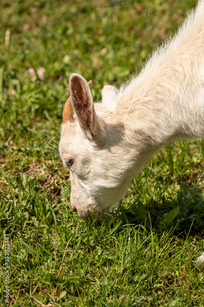 Small domestic goat on green field Small domestic goat on green field