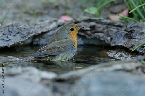 robin on the branch