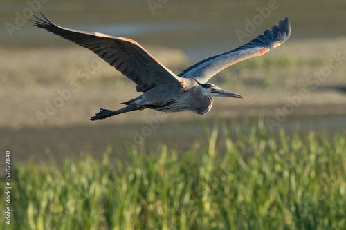 Great blue heron flying in the wild in North California at sunset © ranchorunner