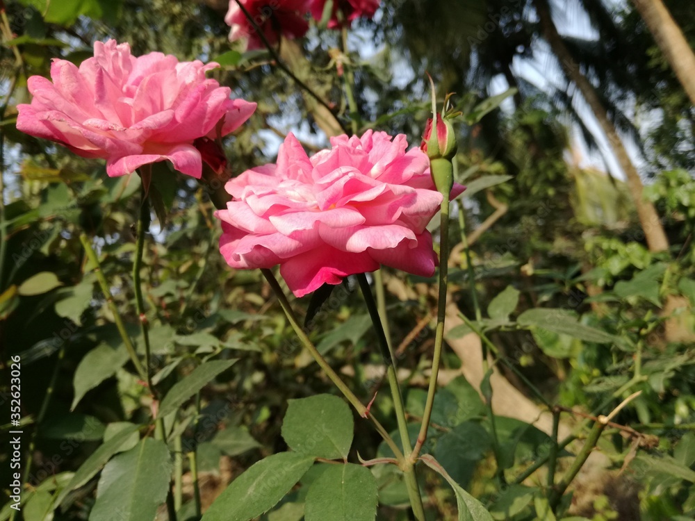 Pink roses background. Natural pink rose, rose flower