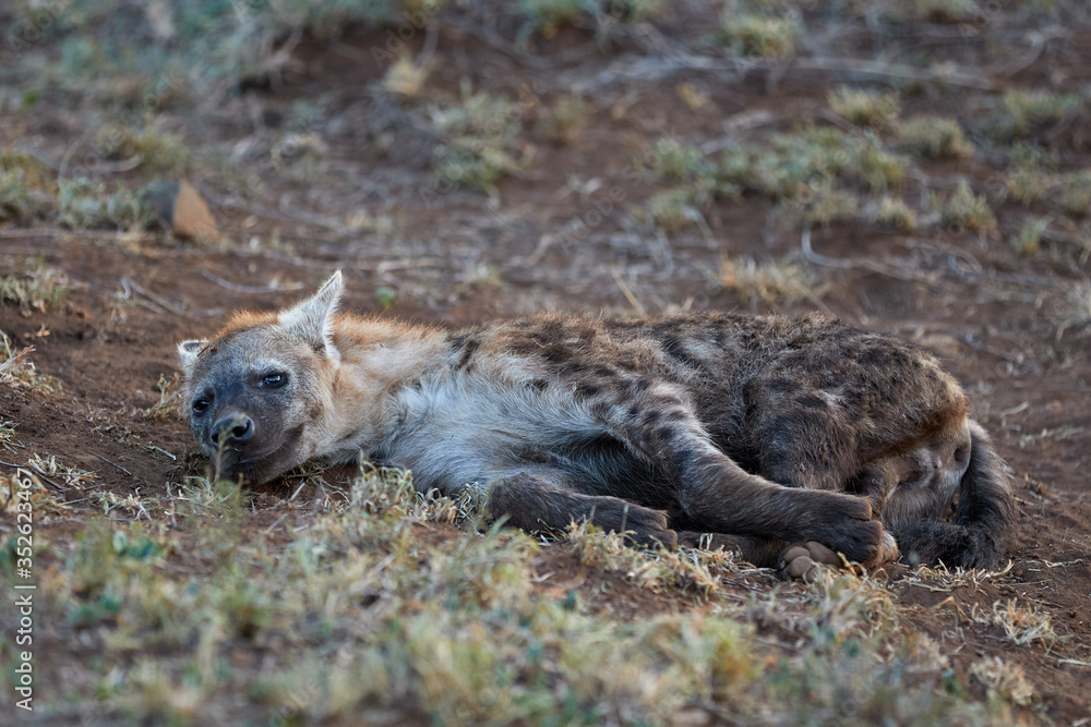 A young spotted hyena in Kruger A young spotted hyena in Kruger