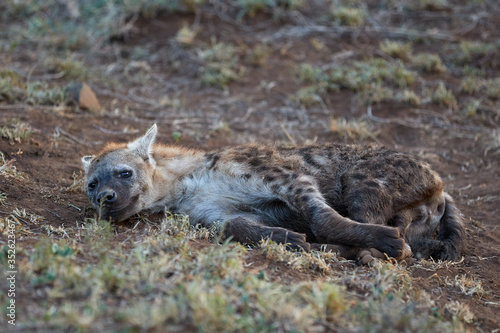 A young spotted hyena in Kruger