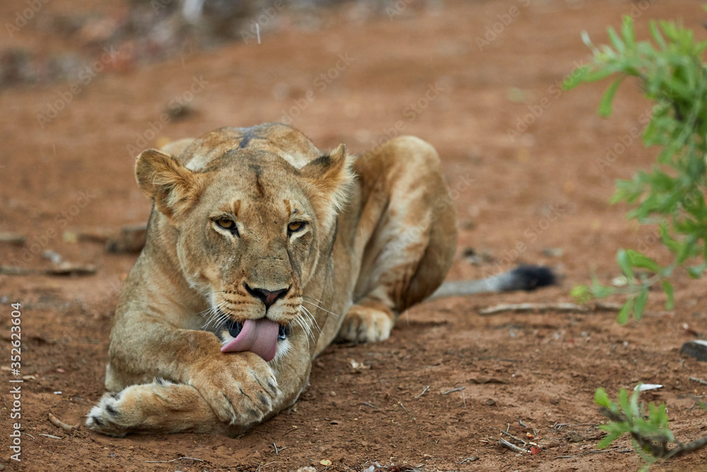 Naklejka premium Lioness licking her paw on the ground