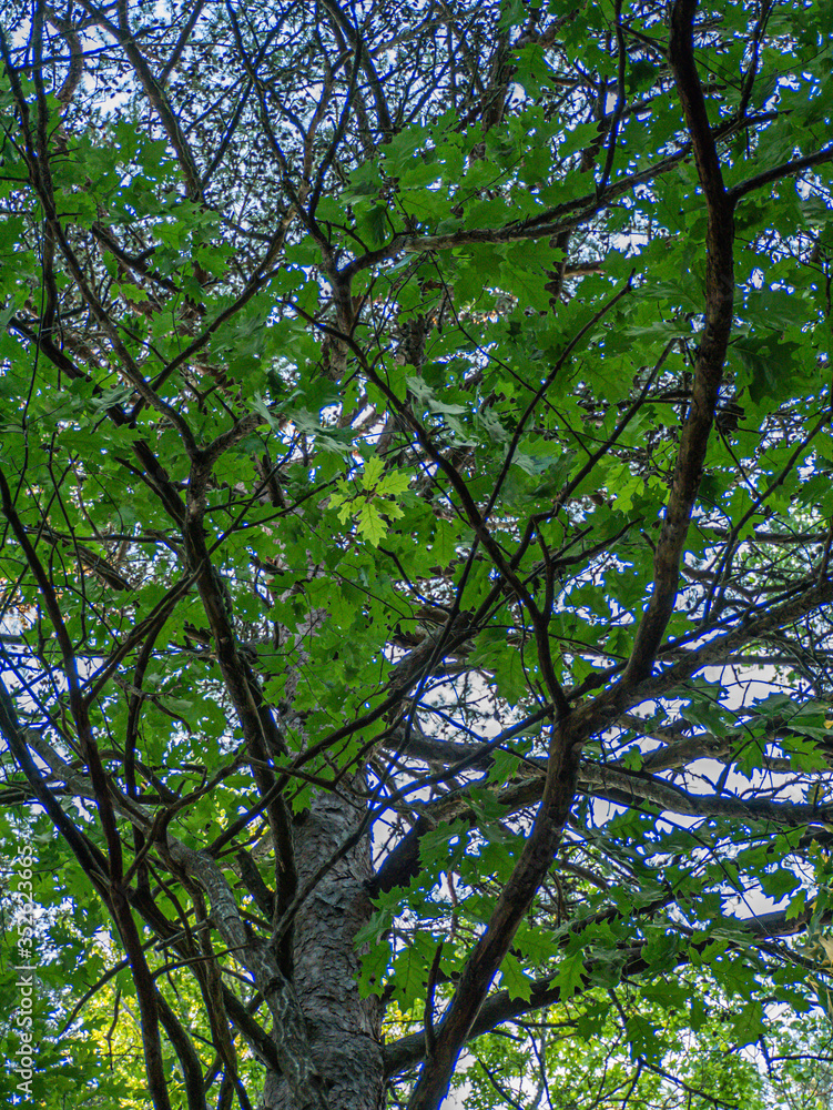 Fototapeta premium trees in the forest