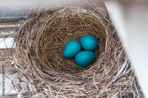 Vibrant blue robin eggs in a nest