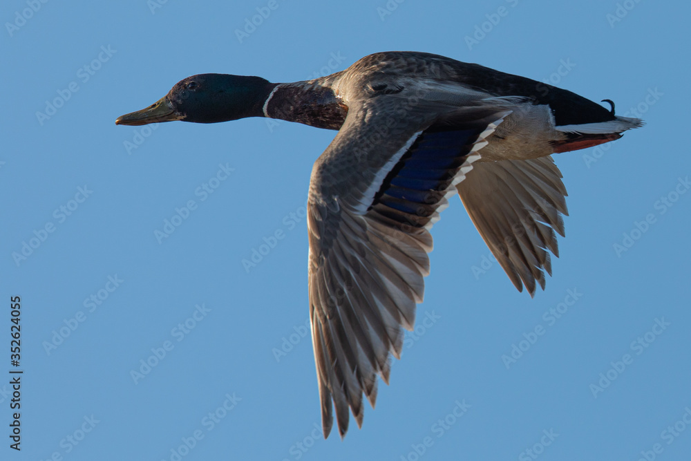 Obraz premium Male wild duck flying in beautiful light, seen in a North California marsh