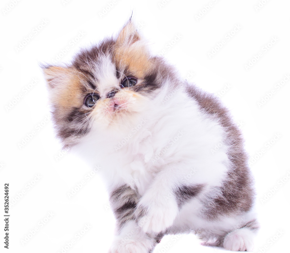 isolated portrait cute persian kitten
