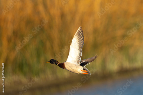 Male wild duck flying, seen in the wild in a North California marsh