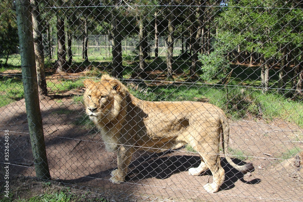 A beautiful male African Lion in the Jukani Wildlife Sanctuary. It offers a lot of free space for predators. Near Plettenberg Bay, Garden Route, South Africa, Africa. A beautiful male African Lion in the Jukani Wildlife Sanctuary. It offers a lot of free space for predators. Near Plettenberg Bay, Garden Route, South Africa, Africa.