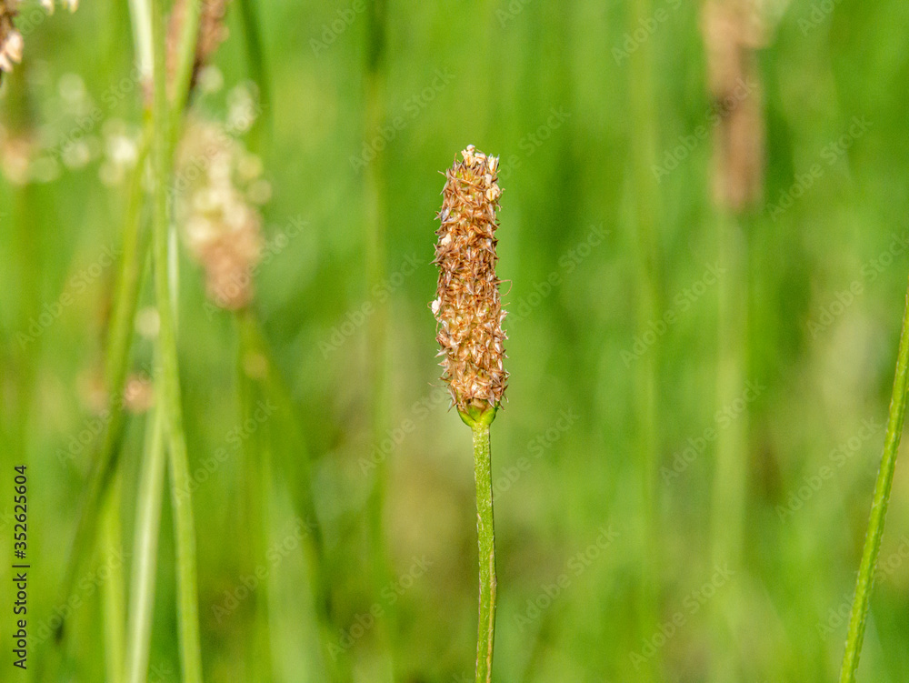 Tiny flowers at the top of a small plant