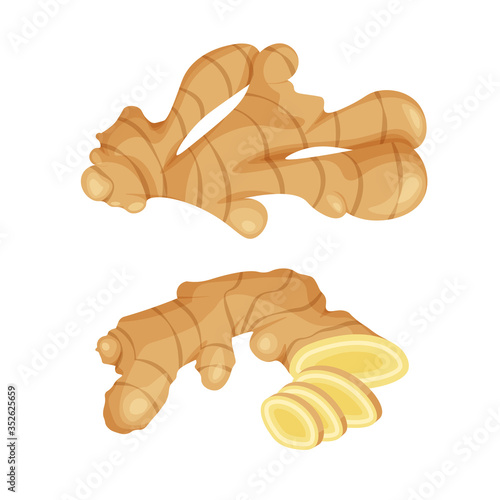 Fresh ginger root on white background. Vegan food vector icons in a trendy cartoon style. Healthy food concept for design.	