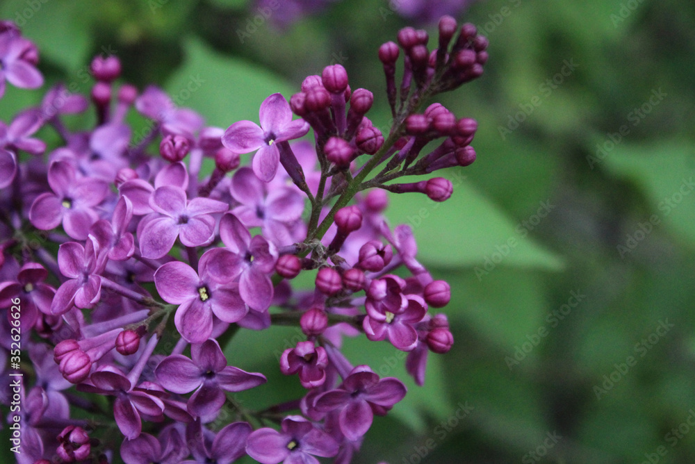 Blooming Purple Lilac Spring Flowers Blooming Purple Lilac Spring Flowers