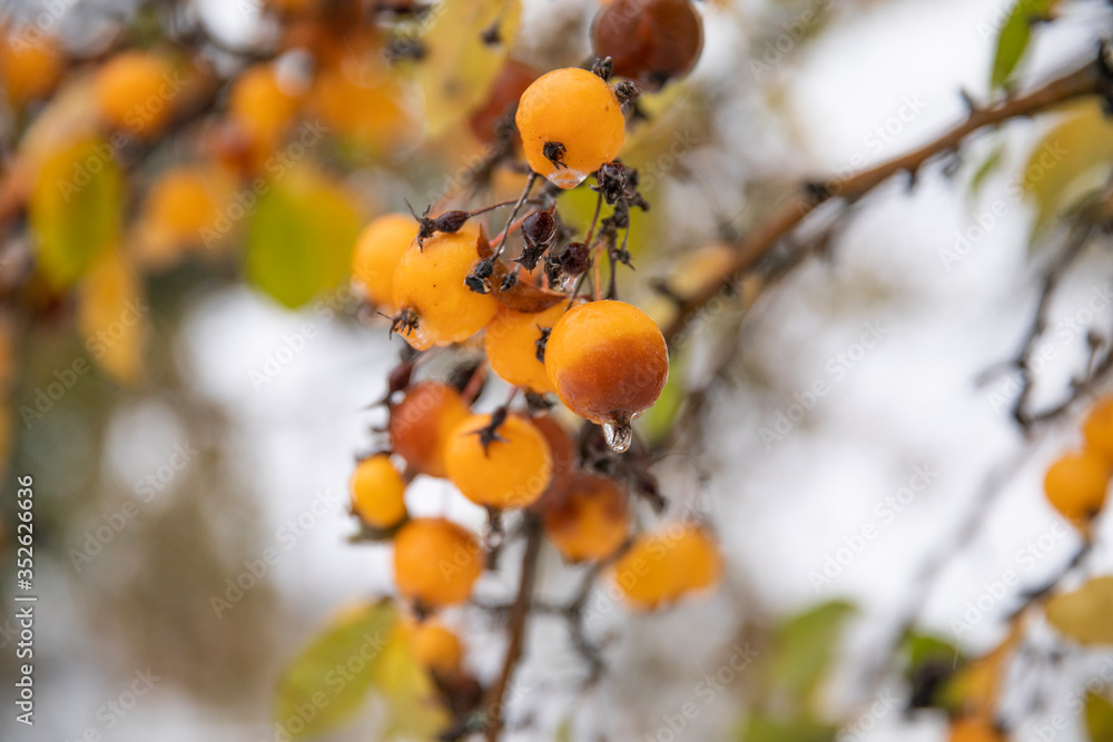 Fototapeta premium Wild yellow fruit