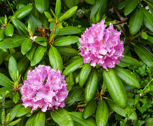 Close up of Rhododendron purple flowers_ Baden-Baden, Germany photo