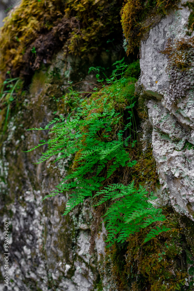 Green fern leaves are growing from the mossy rock Green fern leaves are growing from the mossy rock