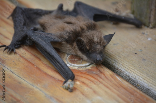 Big Brown Bat on Deck