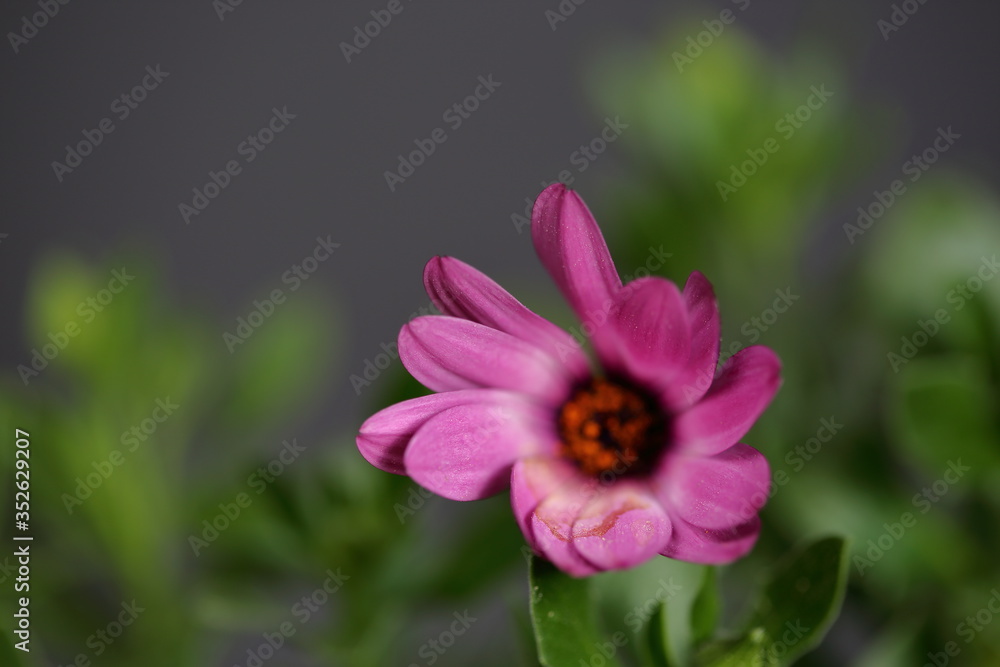 Purple flower with orange stamens inside, partly in soft focus, macro, in background green leaves against dark grey color Purple flower with orange stamens inside, partly in soft focus, macro, in background green leaves against dark grey color