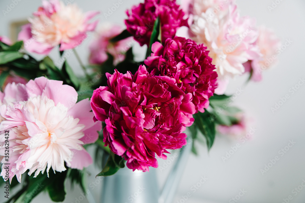 pink flowers. Curly peony ranunculus in Metallic gray watering can,empty space pink flowers. Curly peony ranunculus in Metallic gray watering can,empty space