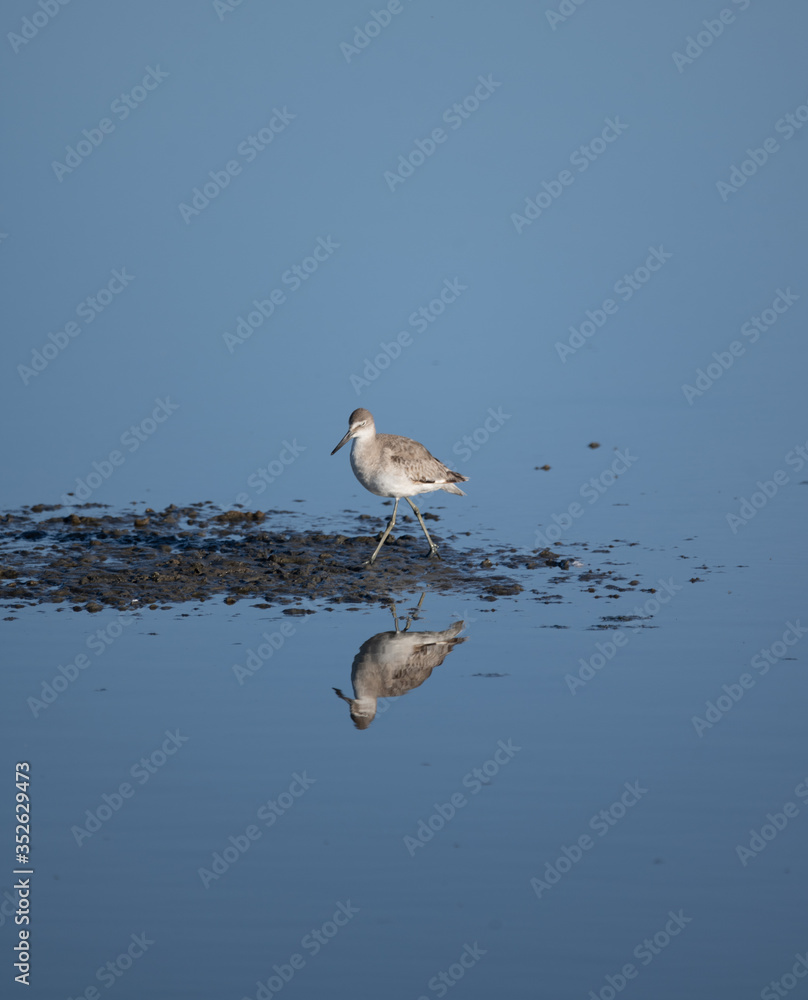 Sanderling