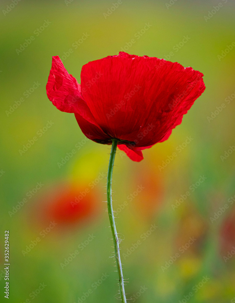 Field of Corn Poppy Flowers Papaver rhoeas in Spring