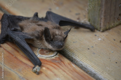 Obraz na płótnie Big Brown Bat