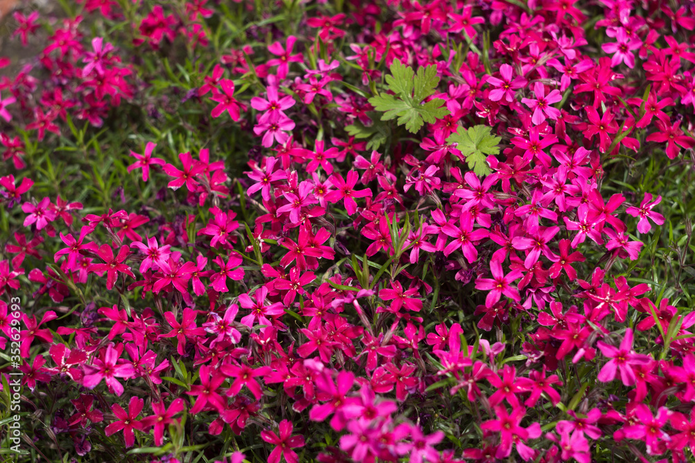 Pink Phlox subulata (Creeping Phlox) - creeping plant with small pink flowers to decorate flower beds. Floral background