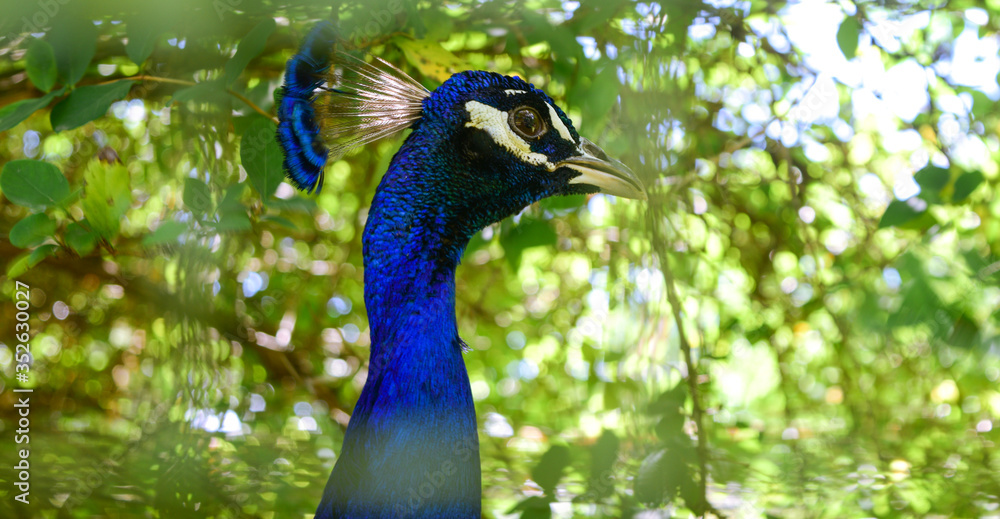Obraz premium Pavo real