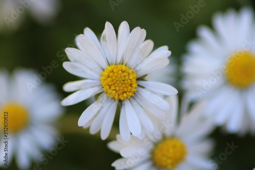 white daisy flower © Steve