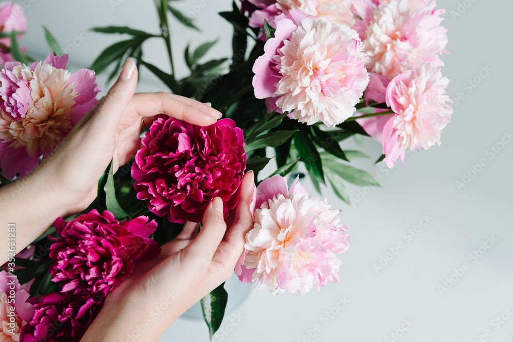 pink persian buttercup flowers in hands. Curly peony ranunculus. Empty spase pink persian buttercup flowers in hands. Curly peony ranunculus. Empty spase