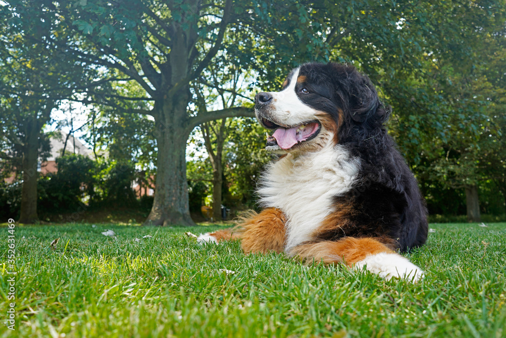 Bernese Mountain Dog lying on the grass in the park 