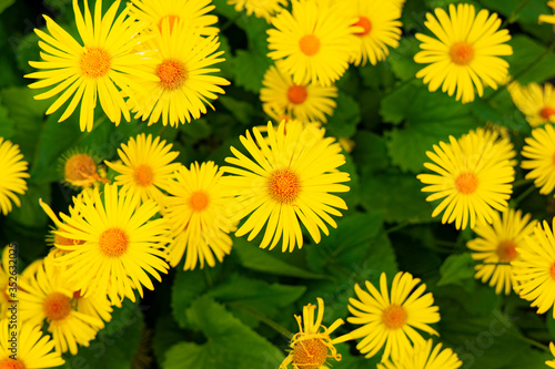 yellow chamomile nature flower bed garden floral scenic view green foliage background