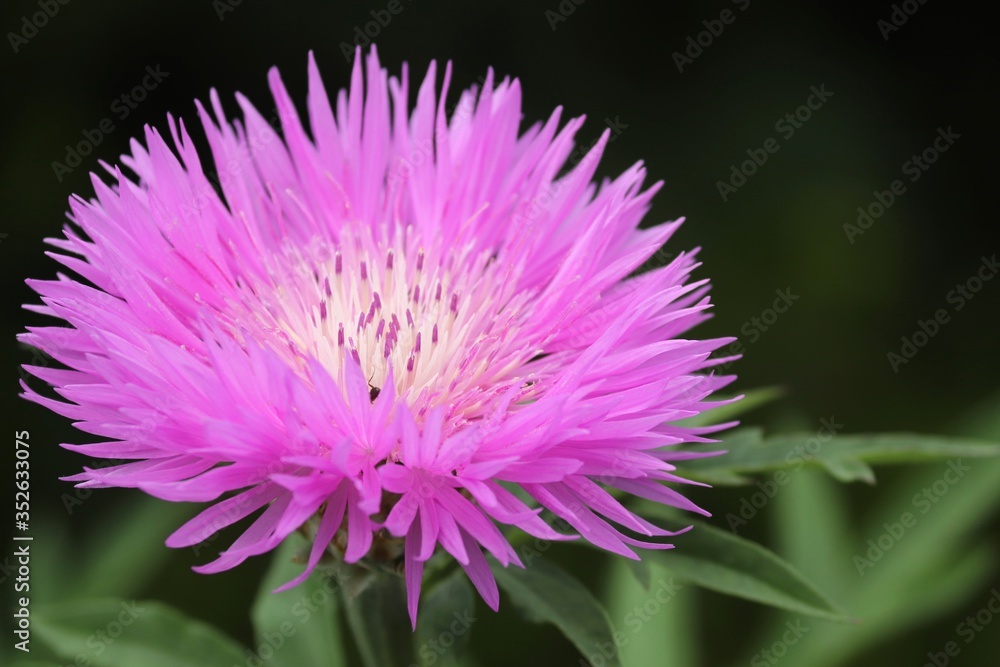 Blüte einer Flockenblume in pink