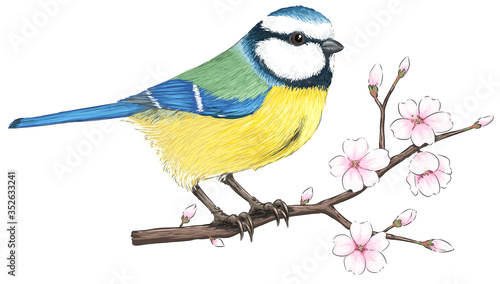 Blaumeise auf Kirschblütenzweig - Vektor-Illustration