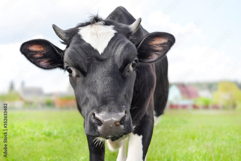 The portrait of funny spotted cow on the background of green field The portrait of funny spotted cow on the background of green field