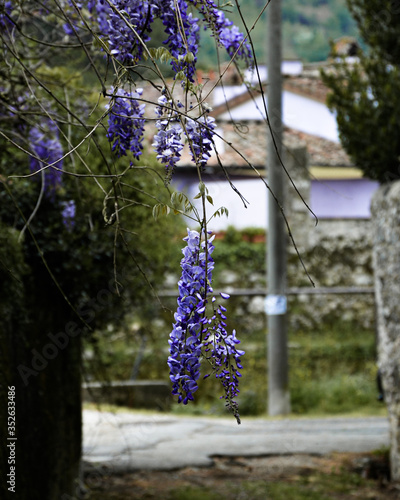 Orchidea pendente