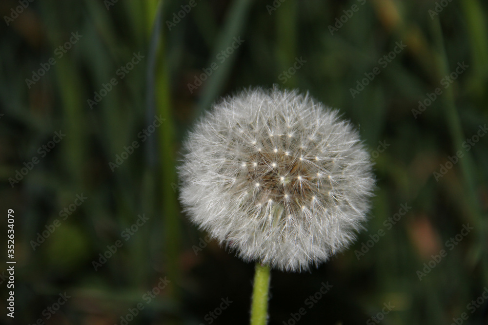 dandelion seed head