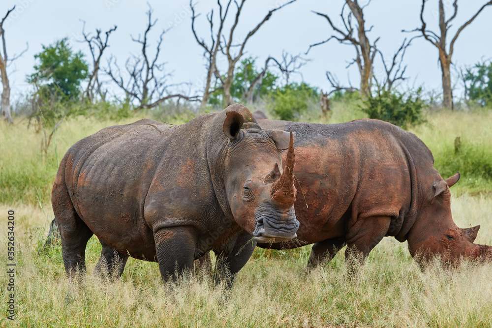 Fototapeta premium Two white rhinoceros in the grass