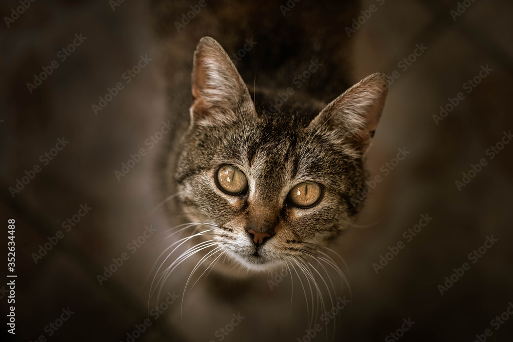 Portrait Of A Cat With Yellow Eyes On A Dark Background.