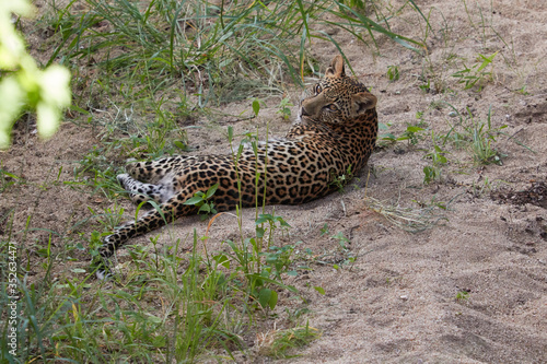 Leopard cub waiting for his mum