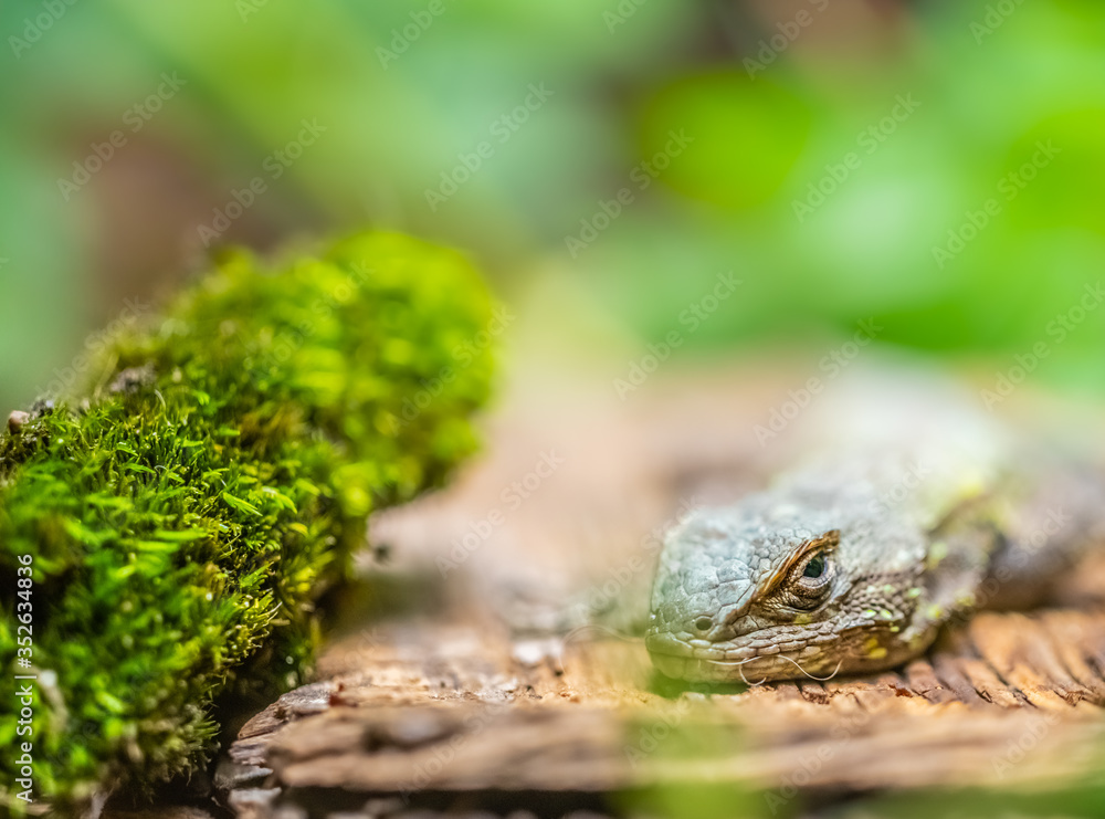 Macro photography of a small lizard with brightly colored scales